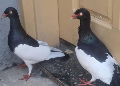 Danish Megpai Breeder Pair with single chick for sale