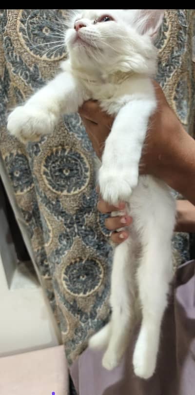 Persian cat double coated