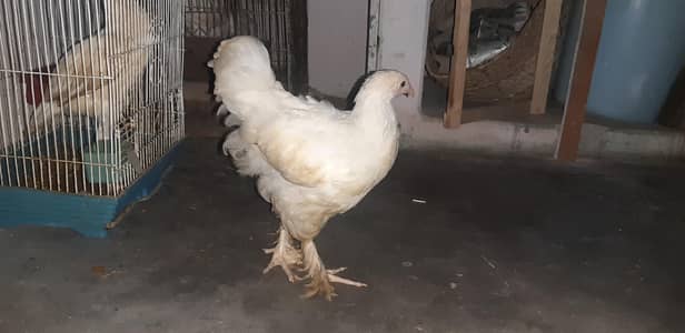 white buff female