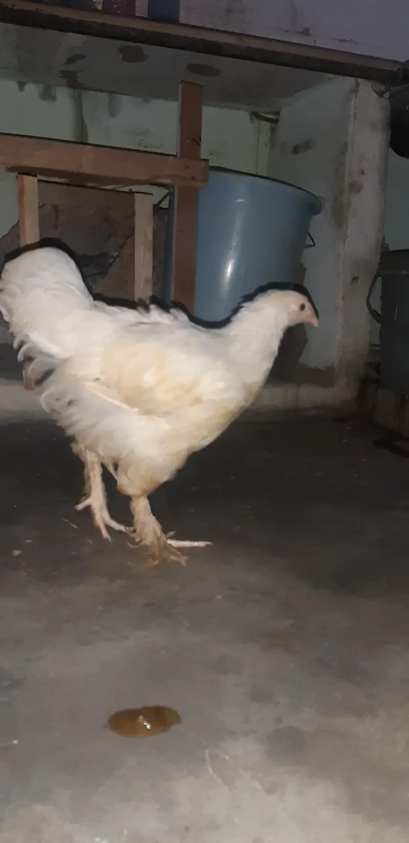white buff female — photo 5