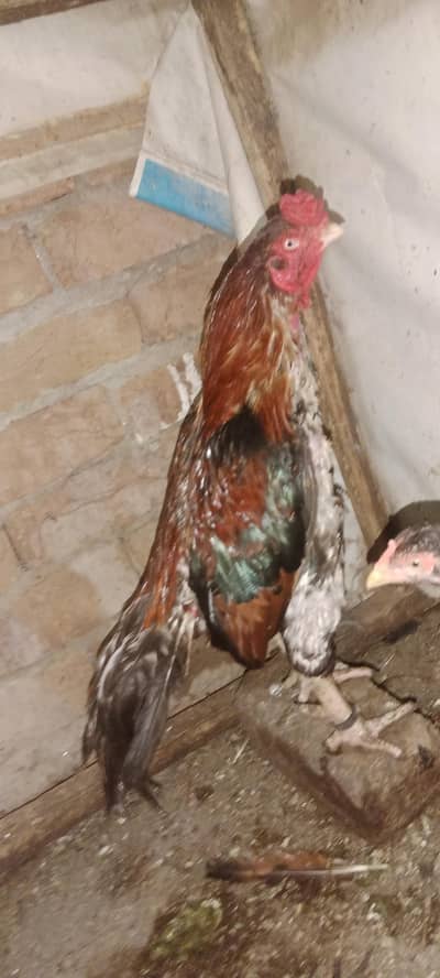 amroha  khalas