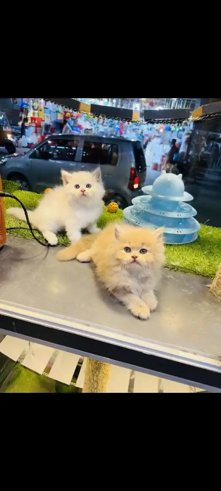 persian cat for sale — photo 3