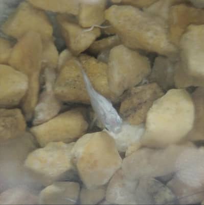 2-Week-Old White Molly Fish for Sale