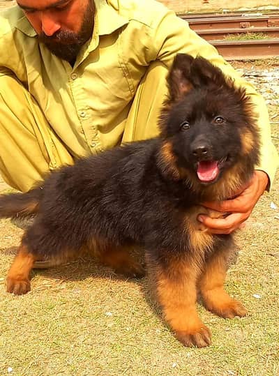 German Shepherd Puppy | Long Coat