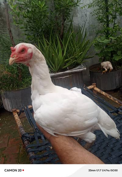 white aseel pair