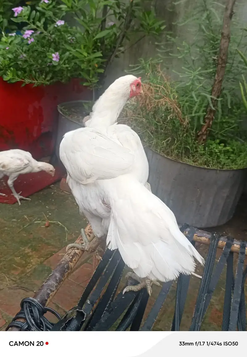 white aseel pair — photo 2