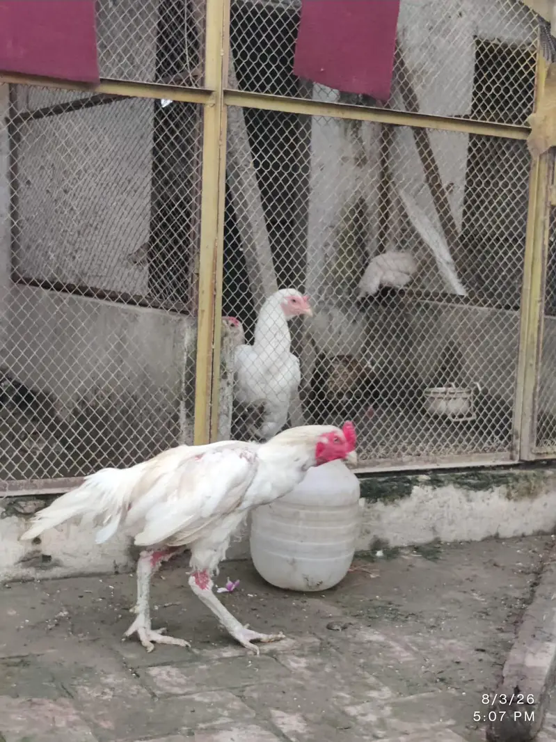 white aseel pair — photo 3