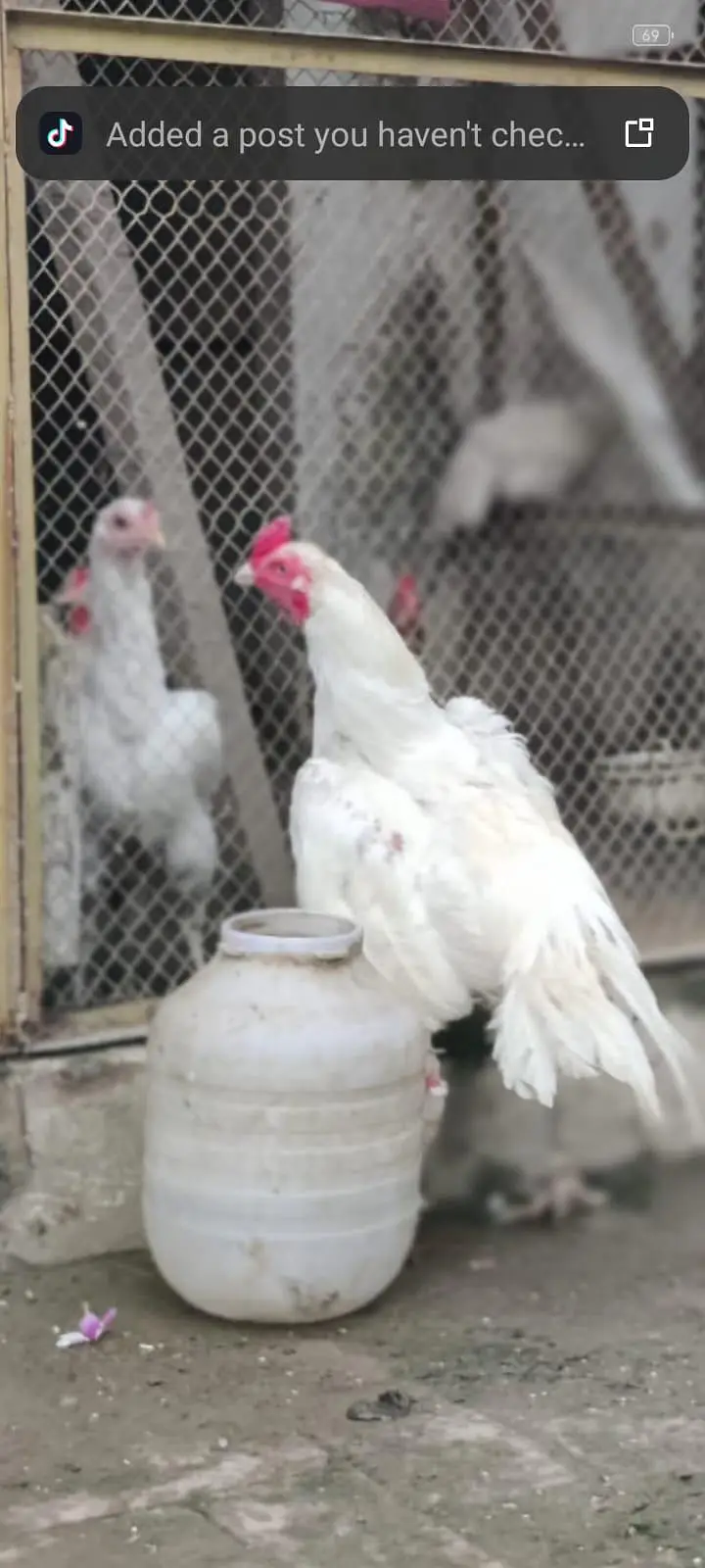 white aseel pair — photo 4