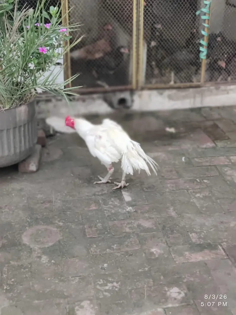 white aseel pair — photo 7