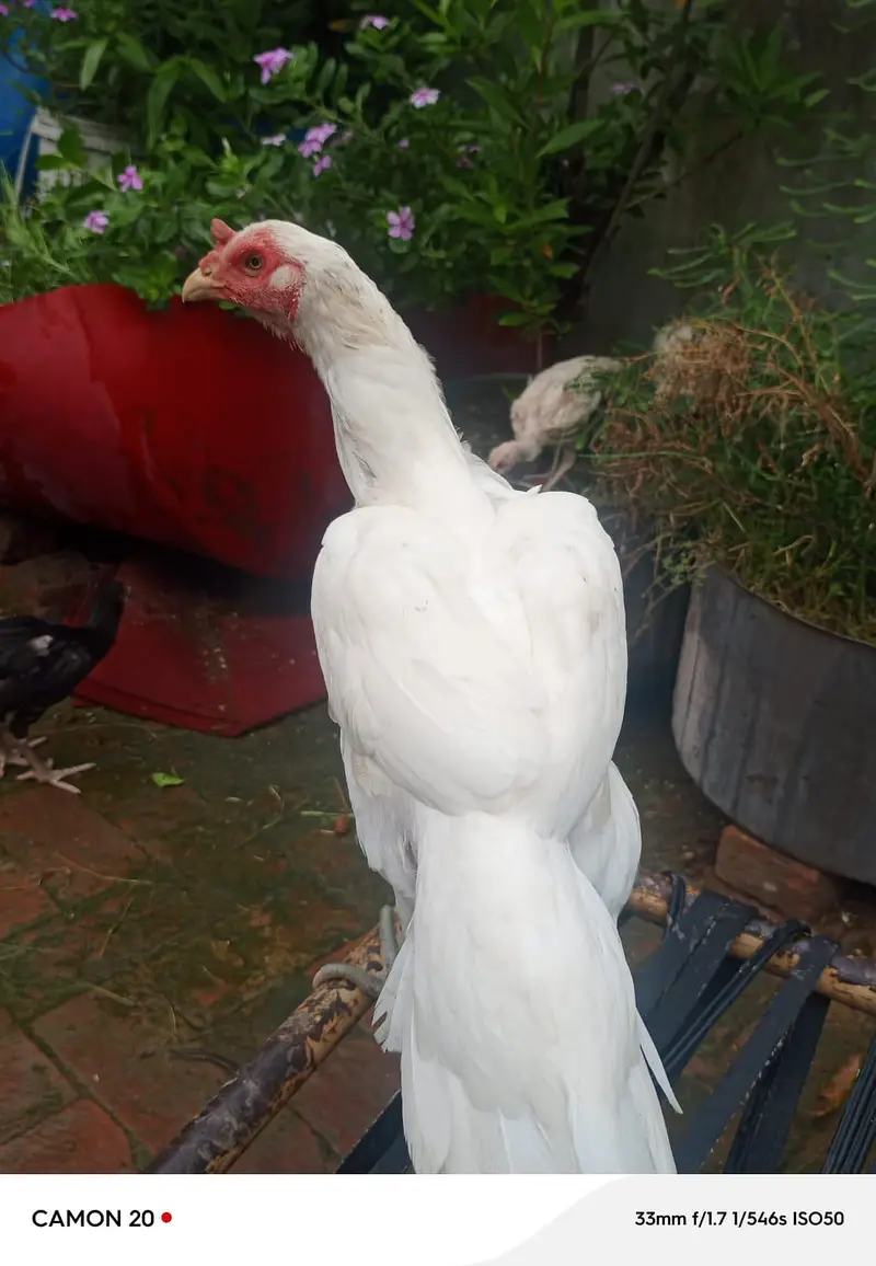 white aseel pair — photo 9