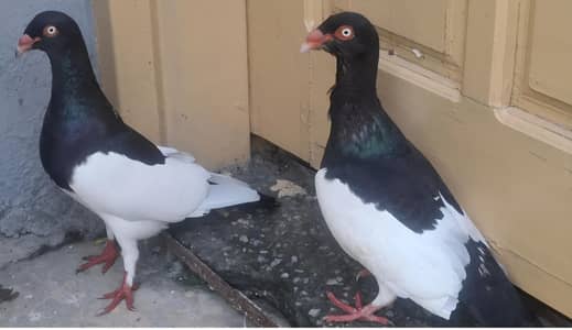 Danish Megpai Breeder Pair with one Chick for sale