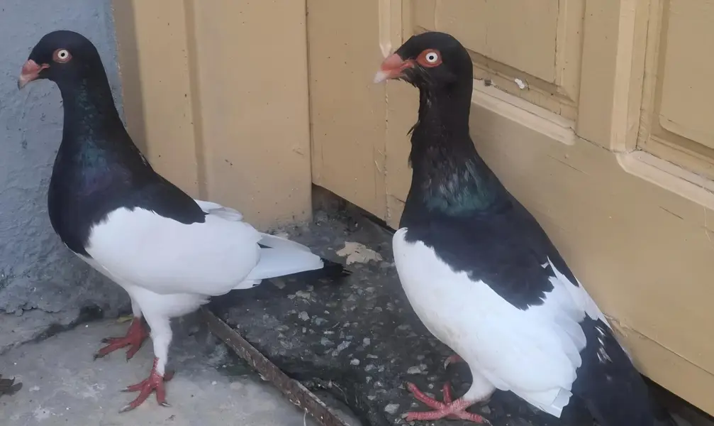 Danish Megpai Breeder Pair with one Chick for sale — photo 2