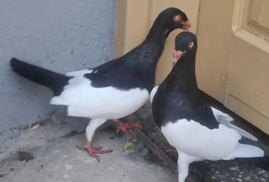 Danish Megpai Breeder Pair with one Chick for sale — photo 3