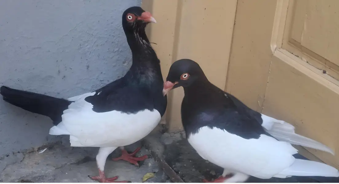 Danish Megpai Breeder Pair with one Chick for sale — photo 4
