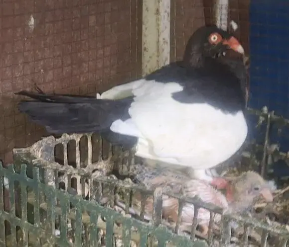 Danish Megpai Breeder Pair with one Chick for sale — photo 5