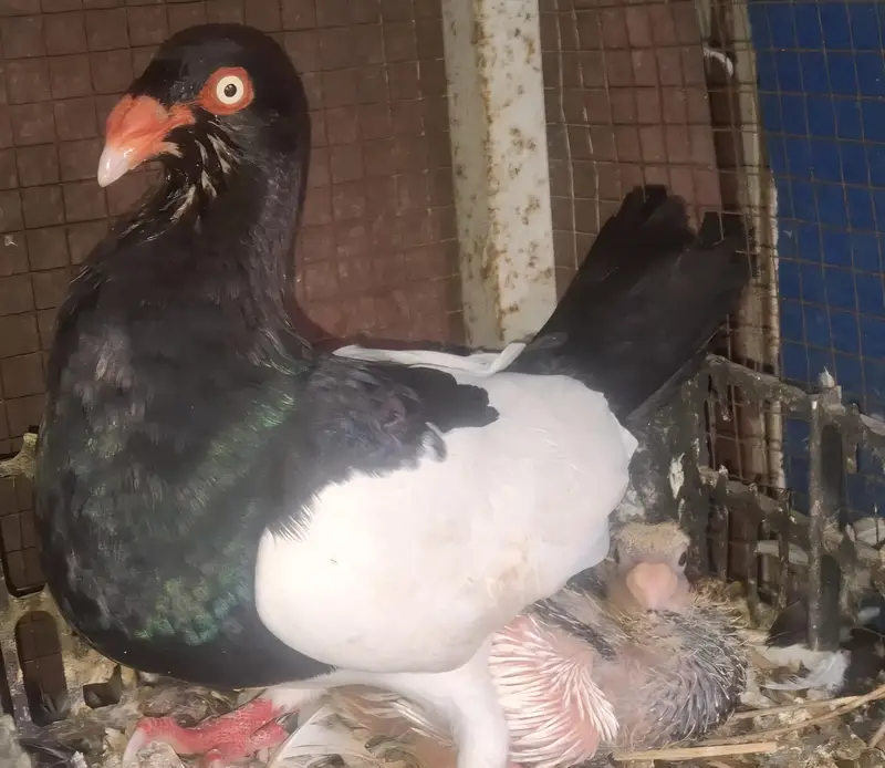 Danish Megpai Breeder Pair with one Chick for sale — photo 6