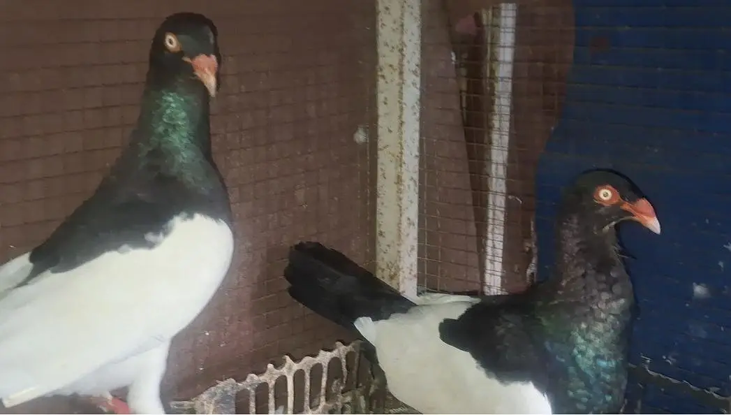 Danish Megpai Breeder Pair with one Chick for sale — photo 7