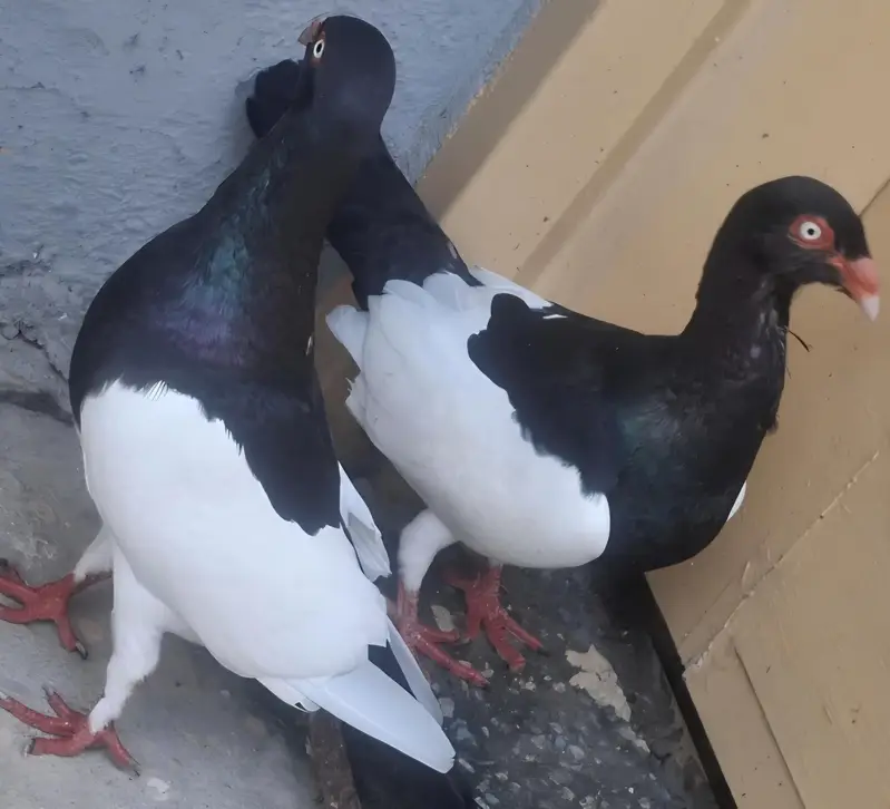 Danish Megpai Breeder Pair with one Chick for sale — photo 9