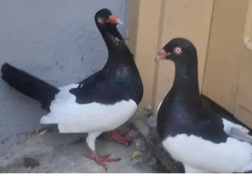 Danish Megpai Breeder Pair with one Chick for sale — photo 10