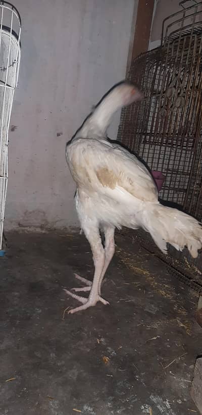Heera Male