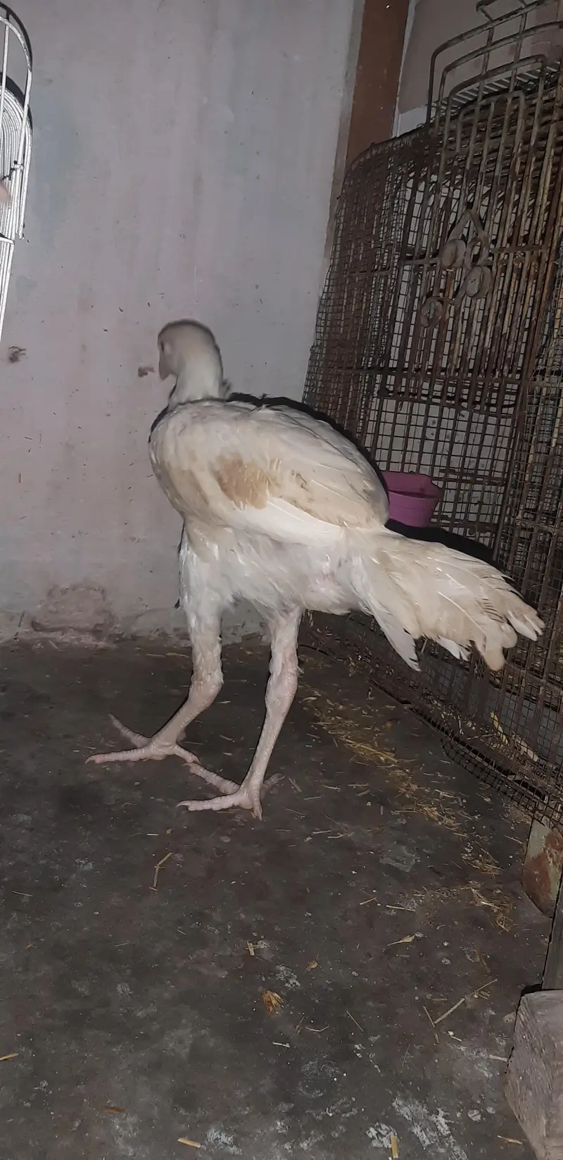Heera Male — photo 2