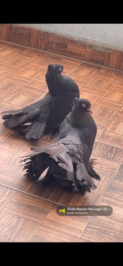 Top quality white eyes jet black pair jumbo size