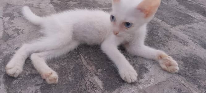 kitten for sale urgent