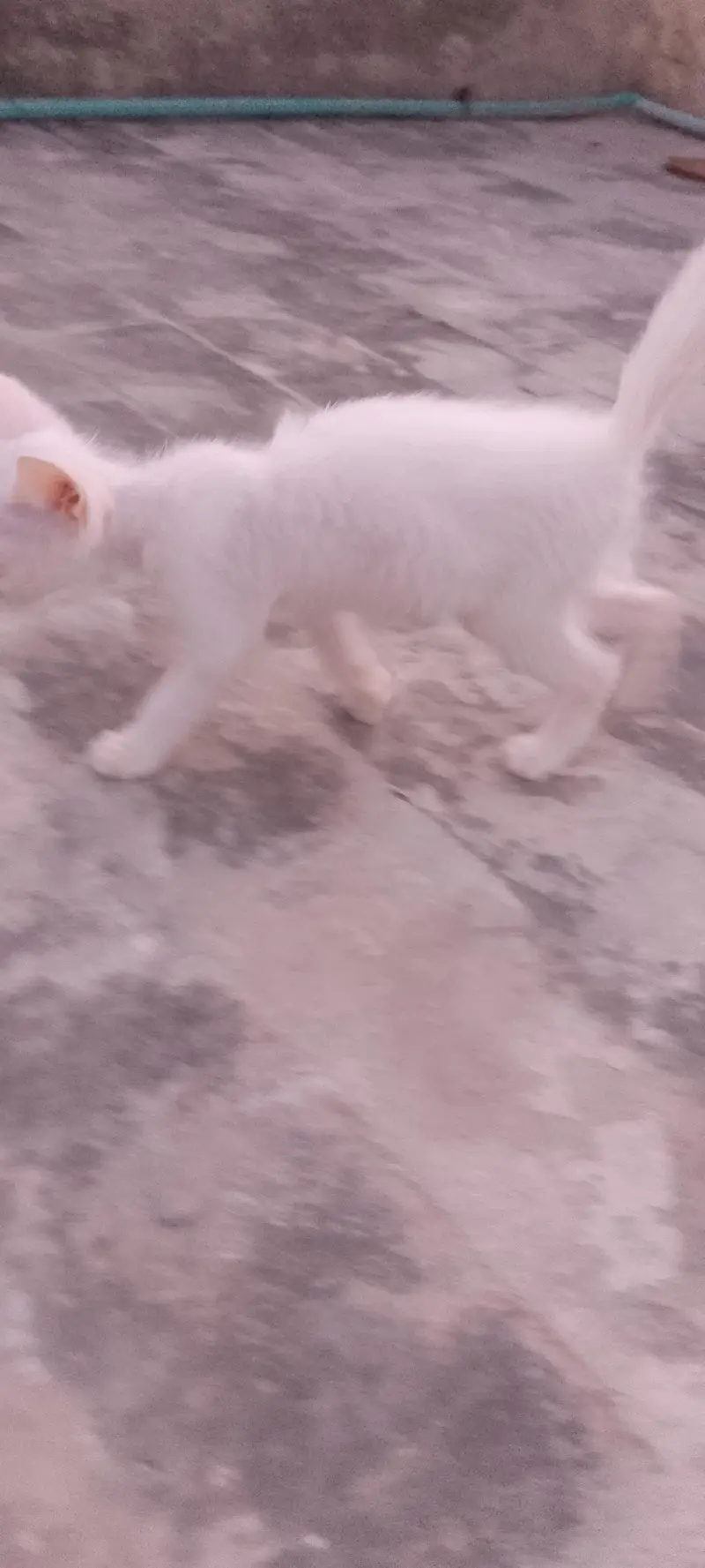 kitten for sale urgent — photo 2