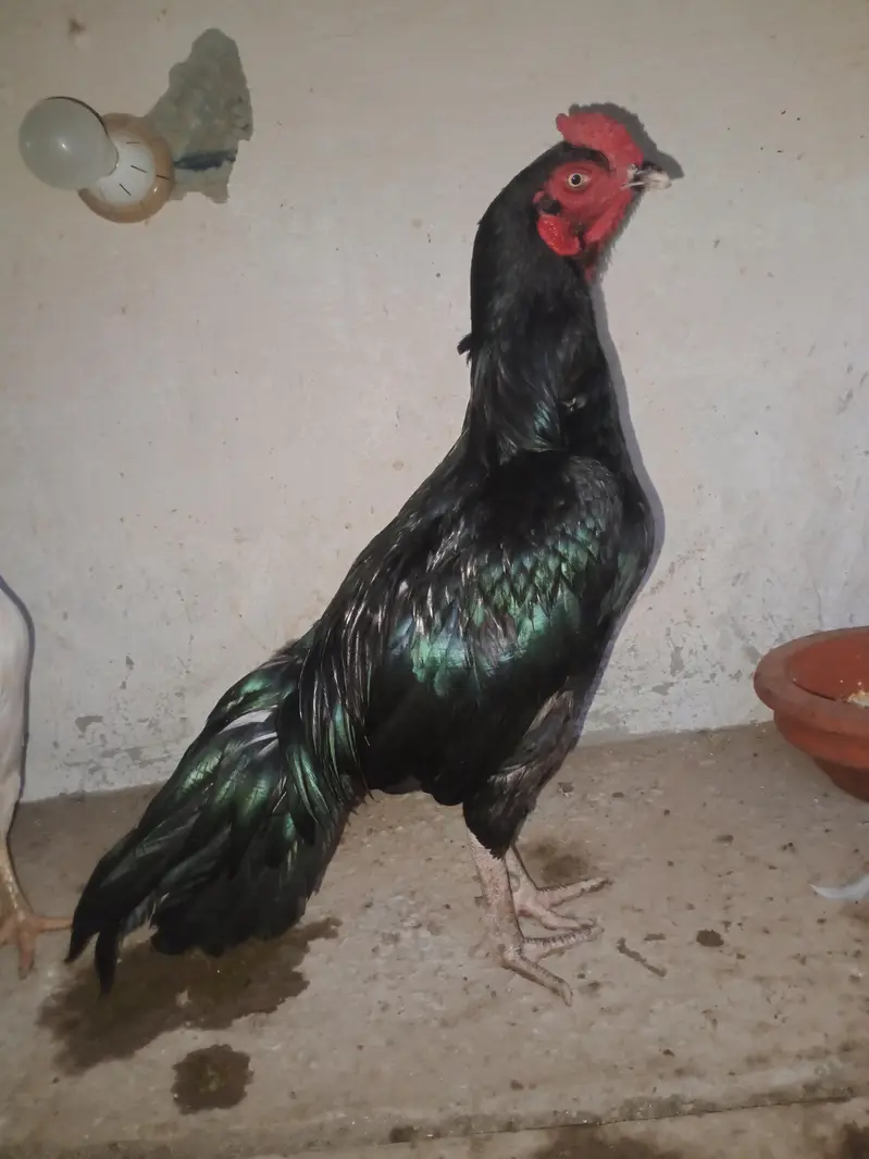 home breed mushka set 2+1 — photo 2