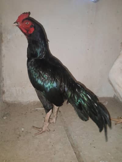 home breed mushka set 2+1