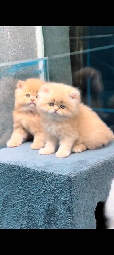 pure Persian cats vaccinated and healthy active WhatsApp/0344/6895398/