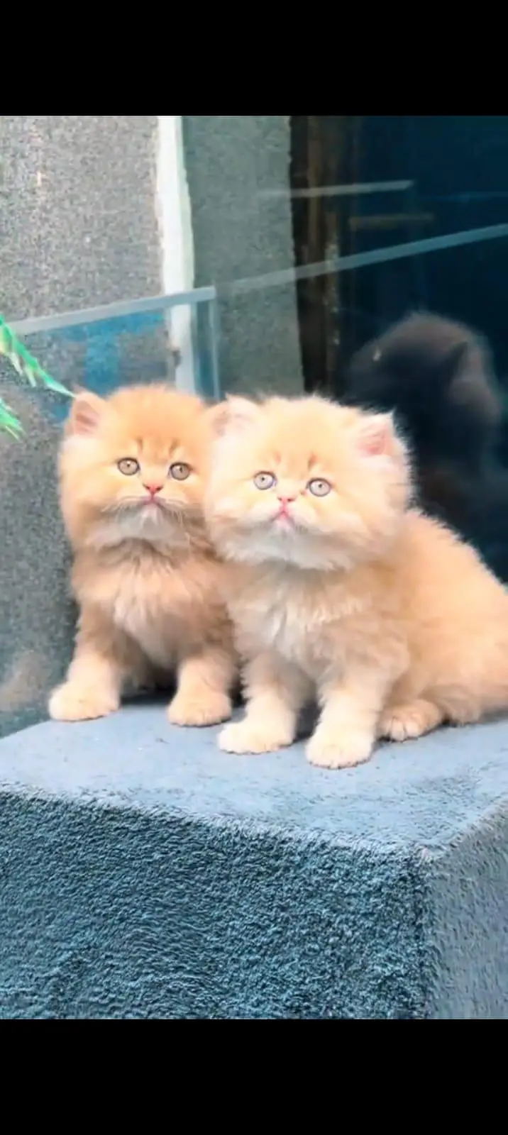 pure Persian cats vaccinated and healthy active WhatsApp/0344/6895398/ — photo 2