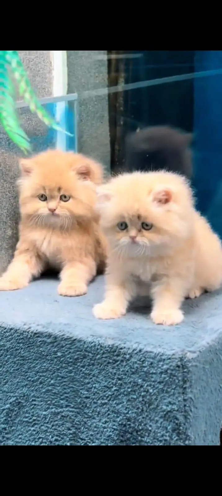 pure Persian cats vaccinated and healthy active WhatsApp/0344/6895398/ — photo 3