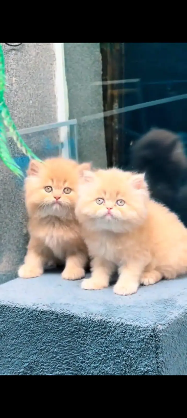 pure Persian cats vaccinated and healthy active WhatsApp/0344/6895398/ — photo 4
