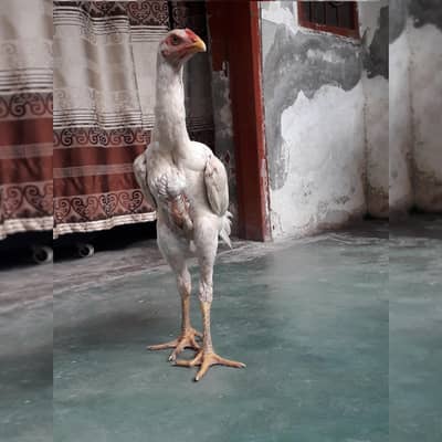 shamo | white / black shamo | king shamo chicks | patha / pathi |aseel