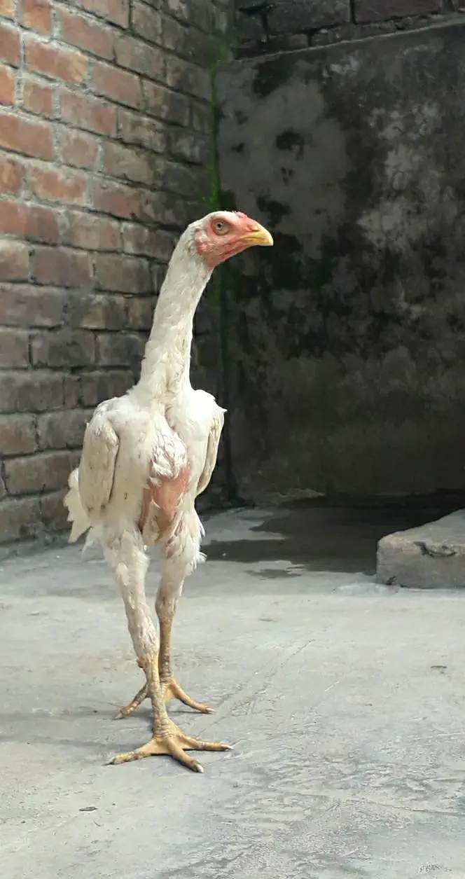 shamo | white / black shamo | king shamo chicks | patha / pathi |aseel — photo 2
