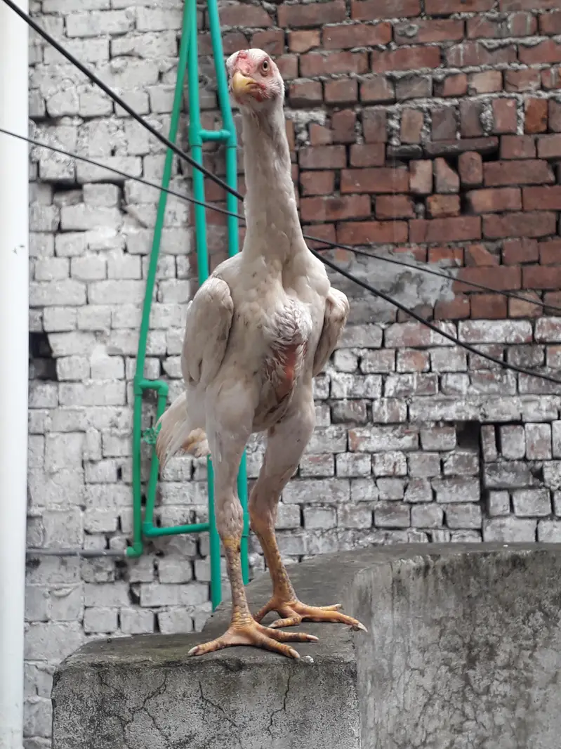 shamo | white / black shamo | king shamo chicks | patha / pathi |aseel — photo 3