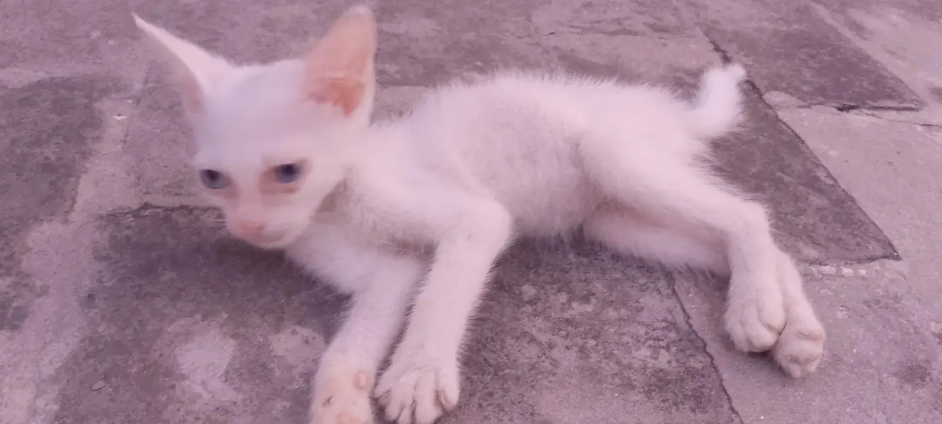 kitten for sale urgent — photo 3