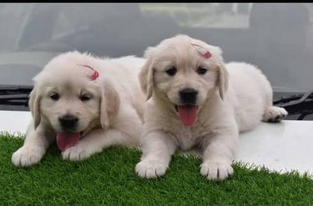 Golden retriever pups for new homes