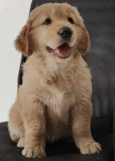 Golden retriever pups for new homes — photo 2