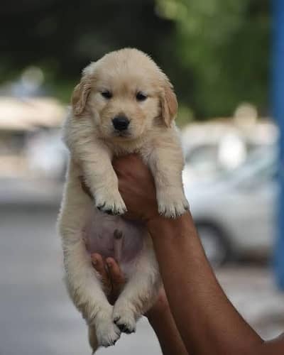Golden retriever pups for new homes