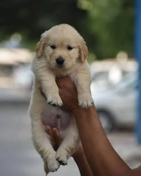 Golden retriever pups for new homes — photo 3