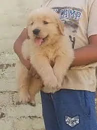 Golden retriever pups for new homes — photo 4
