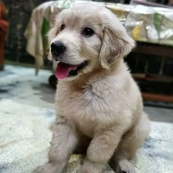 Golden retriever pups for new homes — photo 5