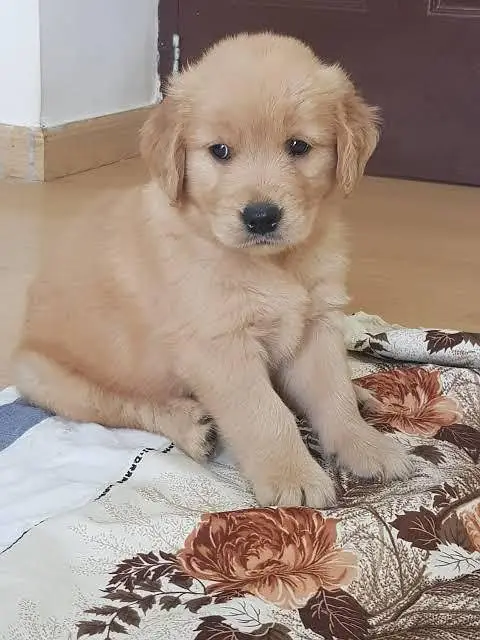 Golden retriever pups for new homes — photo 6