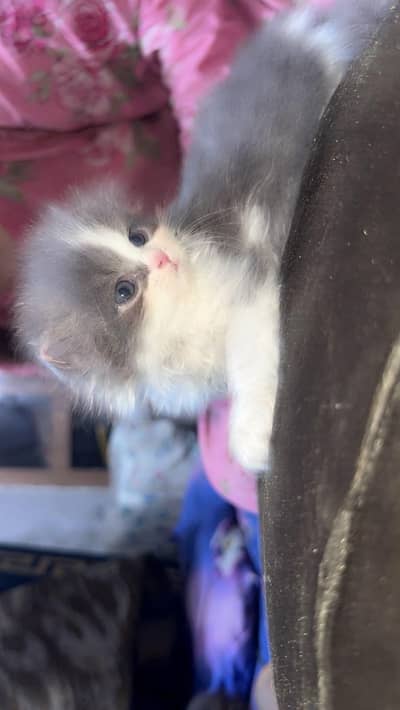 punched face cat