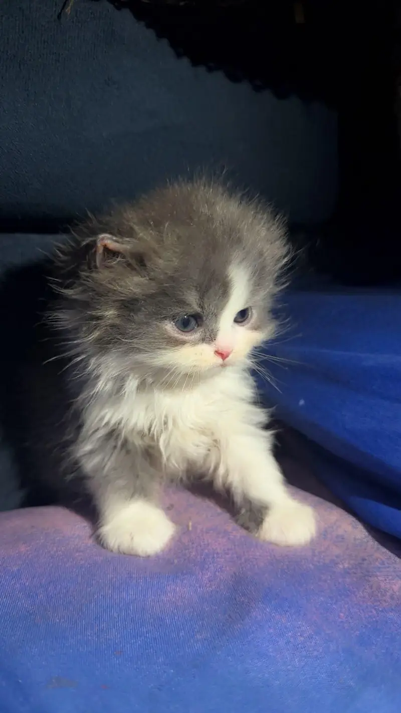 Persian semi punched face kitten — photo 2