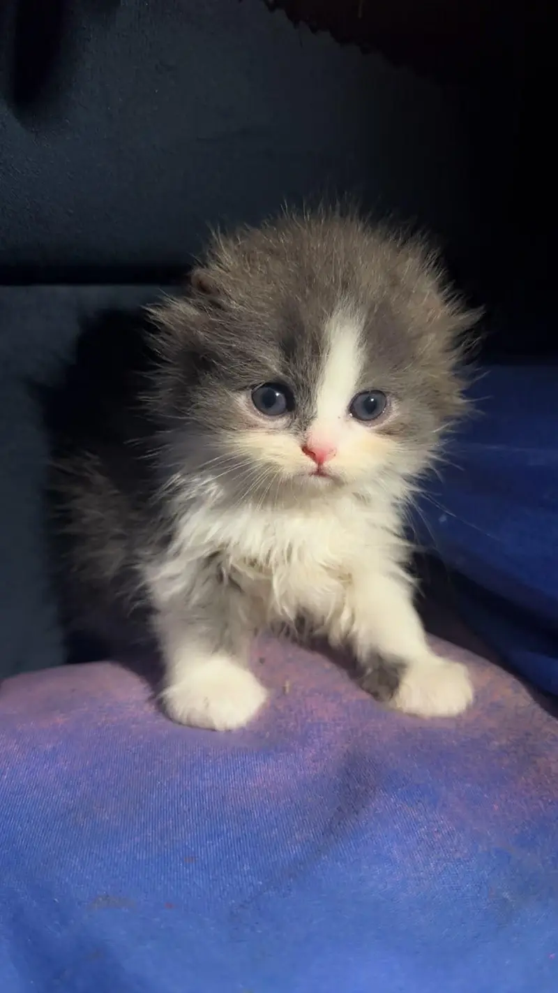 Persian semi punched face kitten — photo 4
