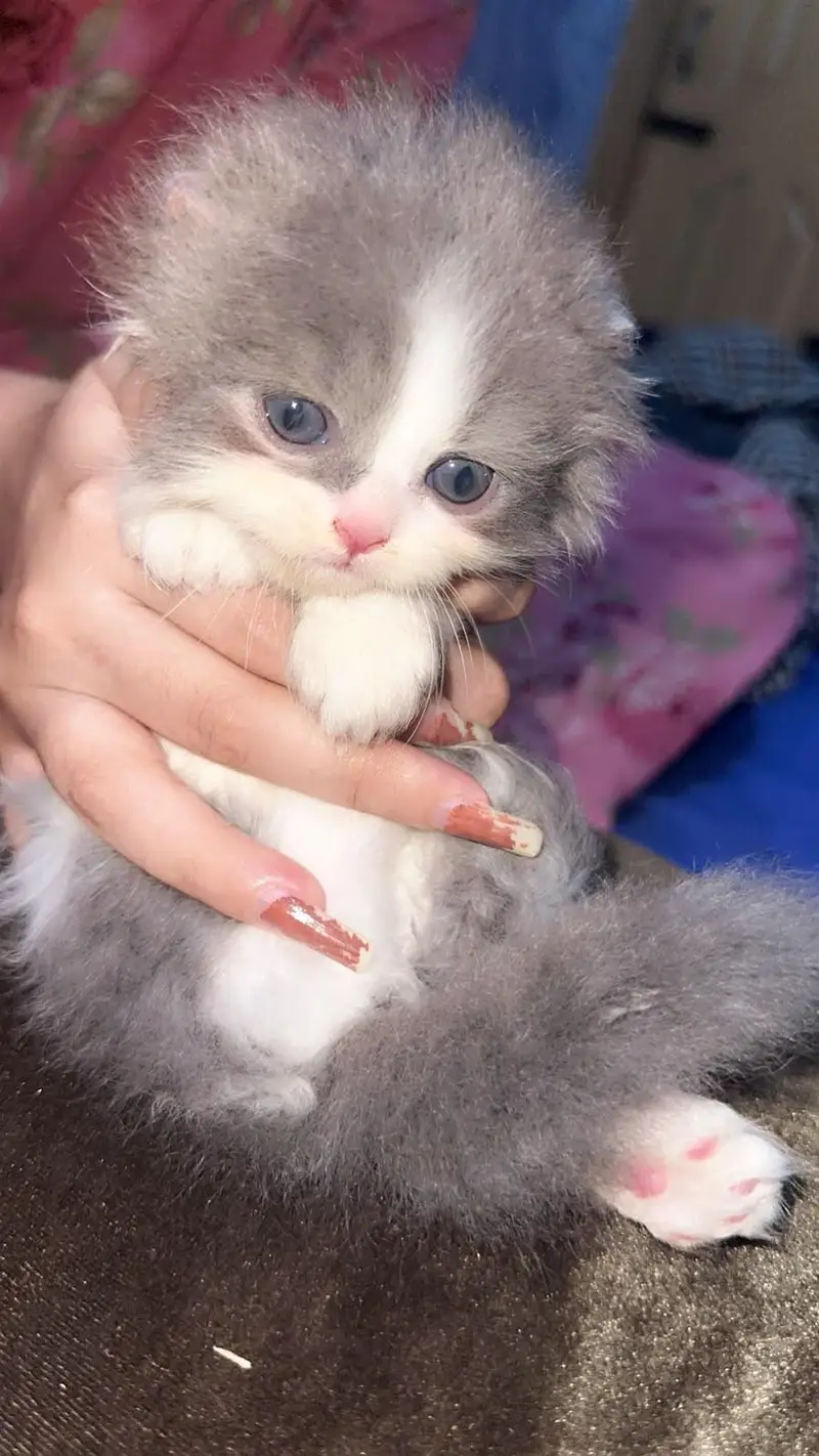 Persian semi punched face kitten — photo 5