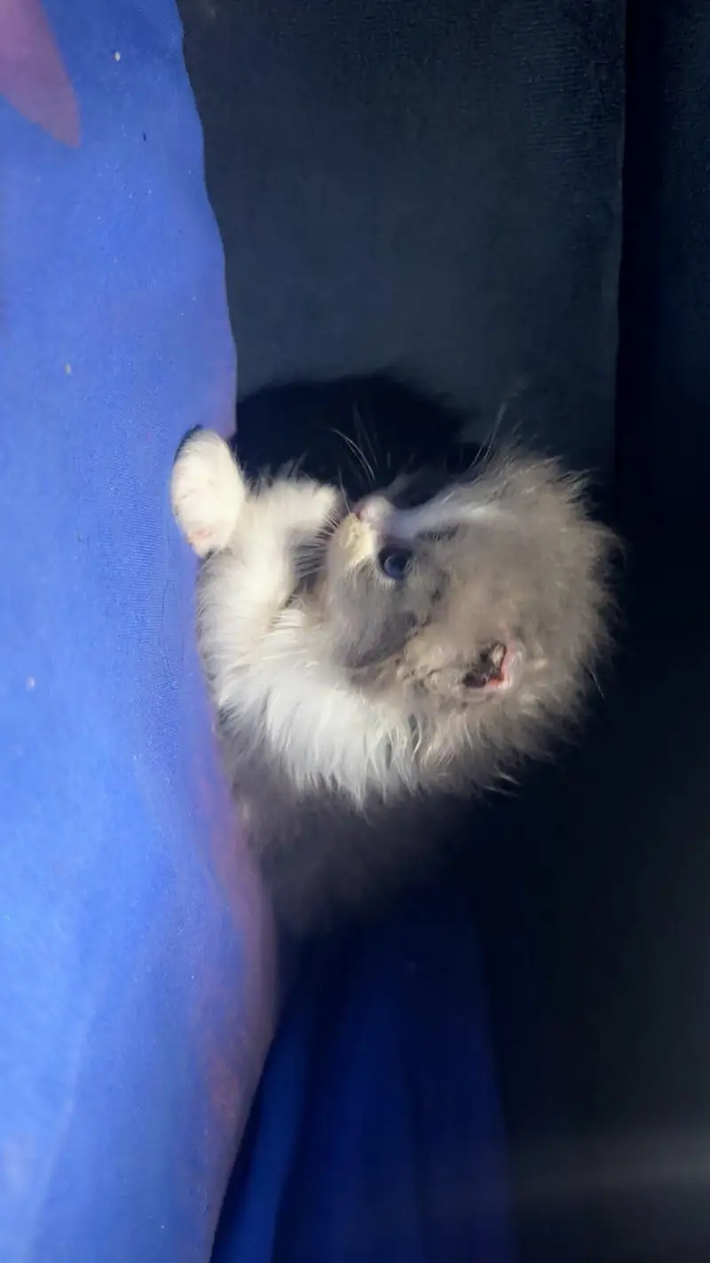 Persian semi punched face kitten — photo 6